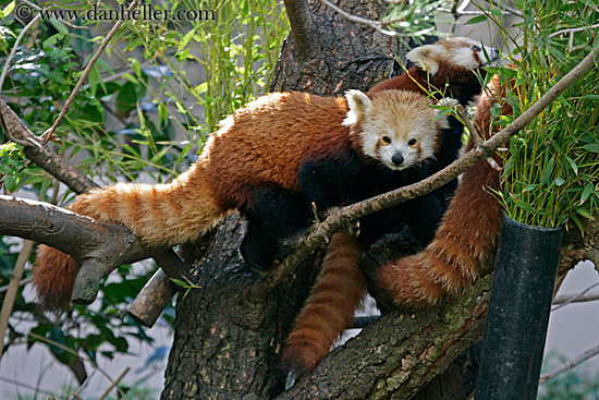 red-panda-5.jpg