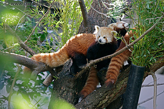 red-panda-6.jpg