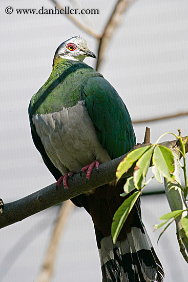 white-face-cuckoo-dove-2.jpg