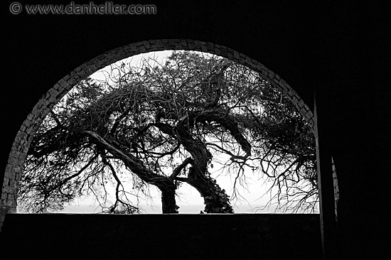 arch-n-tree-bw.jpg