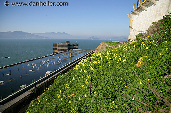 bldg-flowers-marin-view.jpg