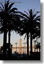 bay bridge, bridge, california, palm trees, san francisco, trees, vertical, west coast, western usa, photograph