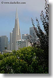 buildings, california, cityscapes, san francisco, trees, vertical, west coast, western usa, photograph