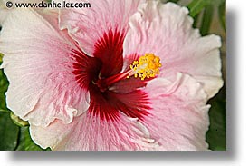 images/California/SanFrancisco/Conservatory/hibiscus-1.jpg