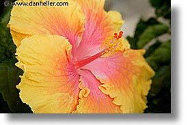 images/California/SanFrancisco/Conservatory/hibiscus-2.jpg
