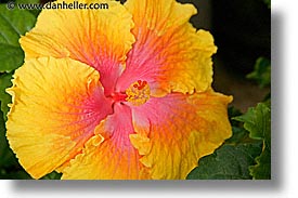 images/California/SanFrancisco/Conservatory/hibiscus-3.jpg