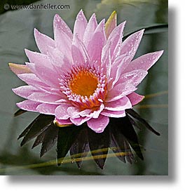 images/California/SanFrancisco/Conservatory/macro-flower.jpg