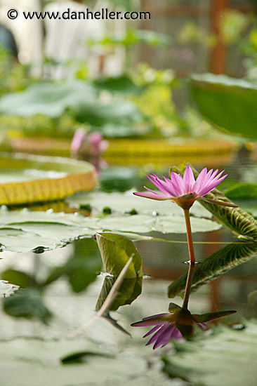 pond-flower.jpg