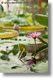 images/California/SanFrancisco/Conservatory/pond-flower.jpg
