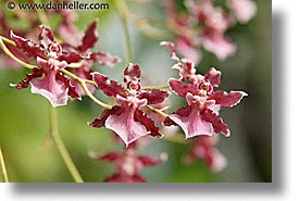 images/California/SanFrancisco/Conservatory/red-orchids-1.jpg
