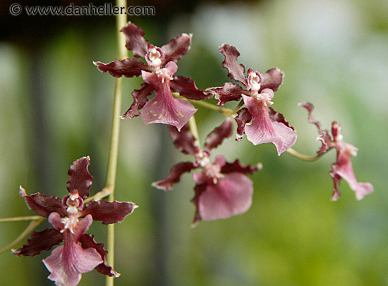 red-orchids-2.jpg
