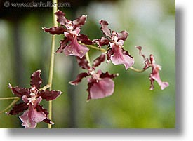 california, conservatory, horizontal, orchids, red, san francisco, west coast, western usa, photograph