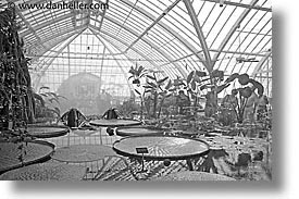 black and white, california, conservatory, horizontal, lillies, san francisco, victorians, water, west coast, western usa, photograph