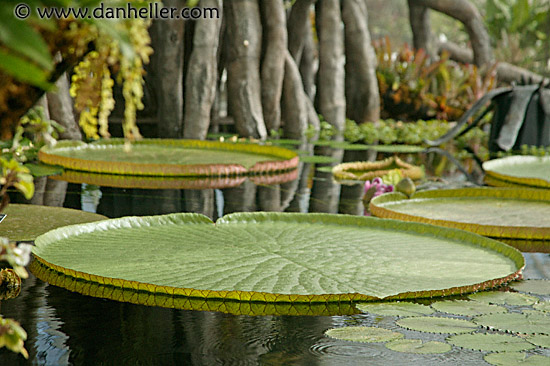 victorian-water-lillies-2.jpg