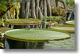 images/California/SanFrancisco/Conservatory/victorian-water-lillies-2.jpg