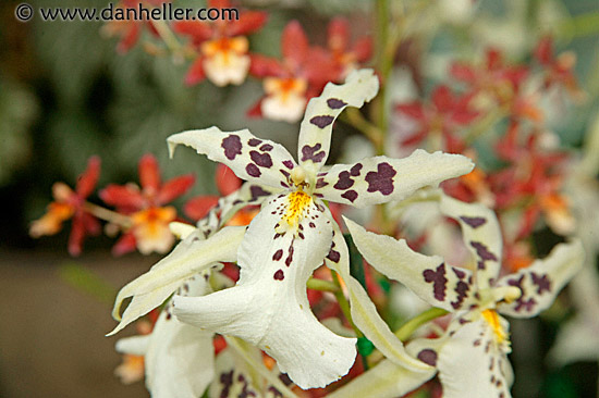 white-orchid.jpg