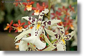 california, conservatory, horizontal, orchids, san francisco, west coast, western usa, white, photograph