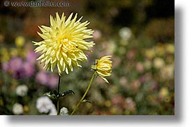 images/California/SanFrancisco/Conservatory/yellow-dahlia.jpg