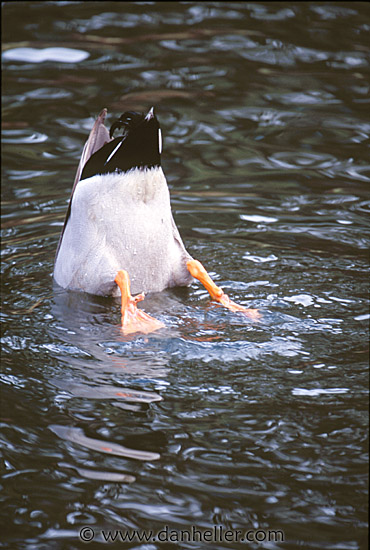 diving-duck.jpg