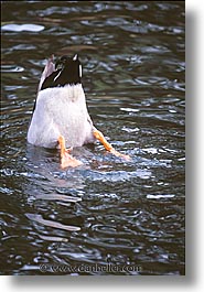 california, diving, ducks, golden gate park, park, san francisco, vertical, west coast, western usa, photograph