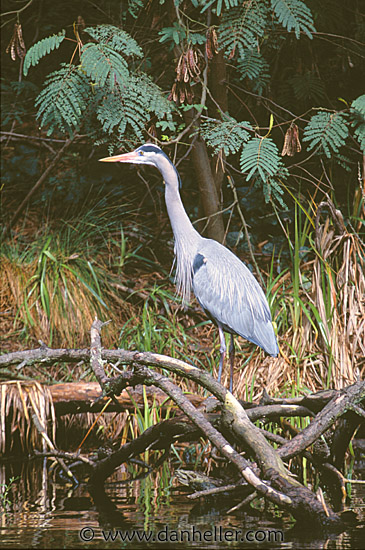 grey-heron.jpg