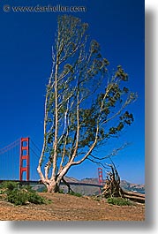 bridge, california, ft point, golden gate, golden gate bridge, national landmarks, san francisco, talltree, vertical, west coast, western usa, photograph