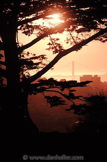 ggb-thru-tree.jpg