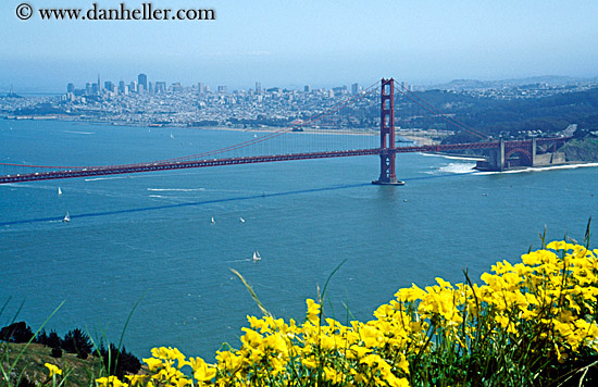 ggb-flower.jpg