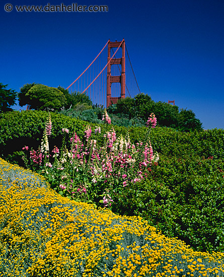 ggb-flowers.jpg