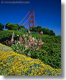 bridge, california, flowers, golden gate, golden gate bridge, national landmarks, san francisco, vertical, west coast, western usa, photograph
