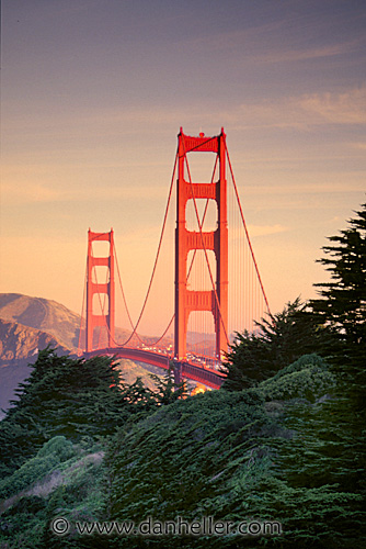 ggb-tree-01.jpg