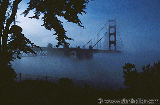 ggb-tree-fog-02.jpg
