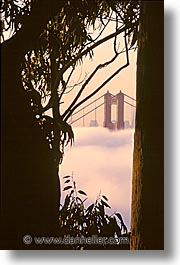 bridge, california, fog, golden gate, golden gate bridge, national landmarks, san francisco, trees, vertical, west coast, western usa, photograph