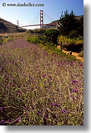 bridge, california, flowers, golden gate, golden gate bridge, national landmarks, san francisco, vertical, weedy, west coast, western usa, photograph