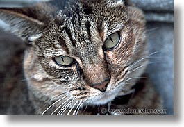 california, cats, faces, horizontal, san francisco, west coast, western usa, photograph