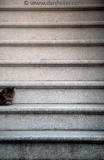 cat-steps.jpg