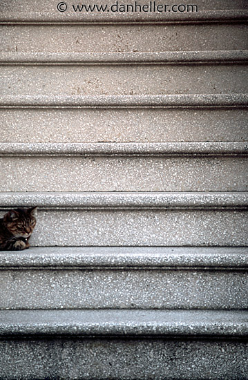 cat-steps.jpg