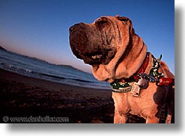 california, chinese, horizontal, pei, san francisco, shar, shar pei, west coast, western usa, photograph