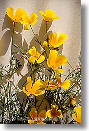 california, flowers, san francisco, vertical, west coast, western usa, photograph