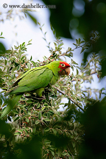 green-parrot-2.jpg