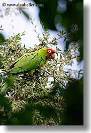 images/California/SanFrancisco/Misc/green-parrot-2.jpg