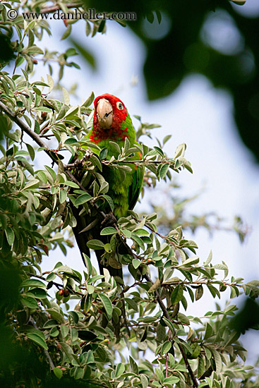 green-parrot-3.jpg