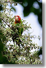 birds, california, green, parrots, san francisco, trees, vertical, west coast, western usa, photograph