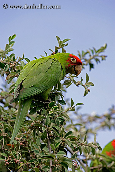 green-parrot-5.jpg