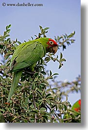 images/California/SanFrancisco/Misc/green-parrot-5.jpg