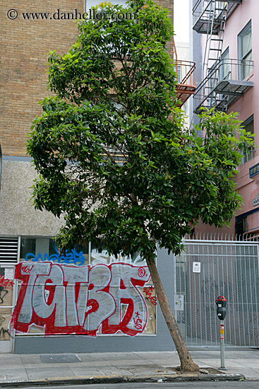 tree-n-graffiti.jpg