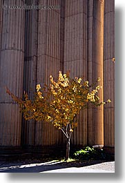 california, palace fine art, palace of fine art, pillars, san francisco, trees, vertical, west coast, western usa, photograph