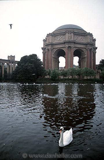 palace_fine_art-swan.jpg