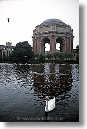 arts, california, palace, palace fine art, palace of fine art, san francisco, swans, vertical, west coast, western usa, photograph