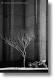 black and white, california, ofa, palace, palace fine art, palace of fine art, san francisco, trees, vertical, west coast, western usa, photograph